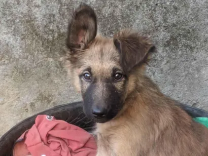 Cachorro raça SRD-ViraLata idade 7 a 11 meses nome Bruce