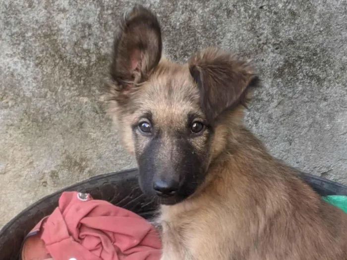 Cachorro ra a SRD-ViraLata idade 7 a 11 meses nome Bruce