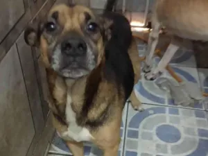 Cachorro raça SRD-ViraLata idade 4 anos nome Pelé 