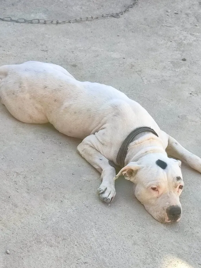 Cachorro ra a Pit-Bull idade 4 anos nome Kyra