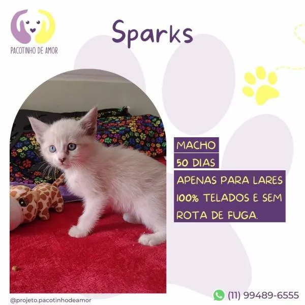 Gato ra a SRD-ViraLata idade 2 a 6 meses nome Sparks