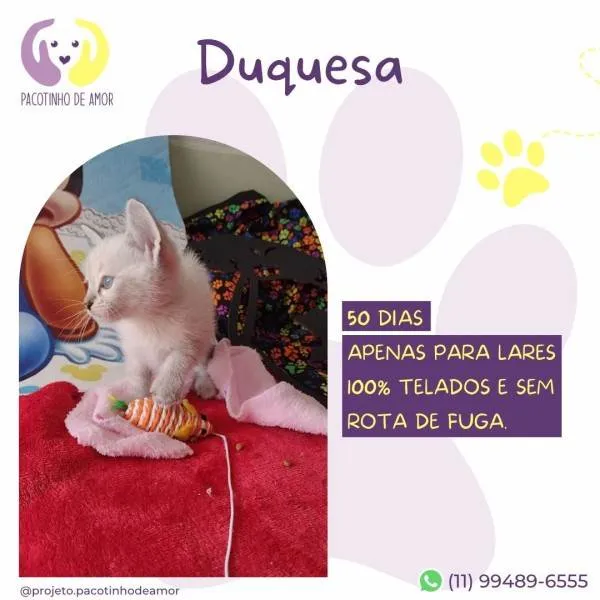 Gato ra a SRD-ViraLata idade 2 a 6 meses nome Duquesa