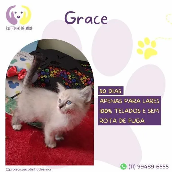 Gato ra a SRD-ViraLata idade 2 a 6 meses nome Grace