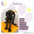 Faisca