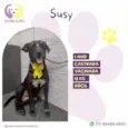 Susy