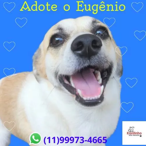 Cachorro ra a SRD-ViraLata idade 1 ano nome Eugênio 