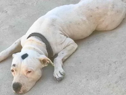 Cachorro raça Pit-Bull idade 4 anos nome Kyra