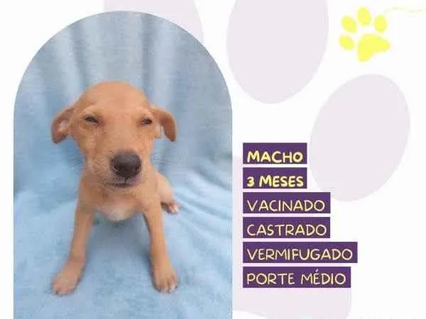 Cachorro ra a SRD-ViraLata idade 2 a 6 meses nome Buck