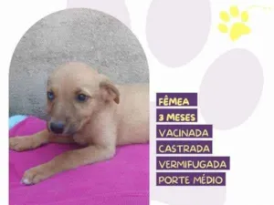 Cachorro raça SRD-ViraLata idade 2 a 6 meses nome Athena