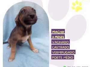 Cachorro raça SRD-ViraLata idade 2 a 6 meses nome Bobby