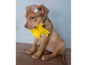 Cachorro raça SRD-ViraLata idade 2 a 6 meses nome Pitty 