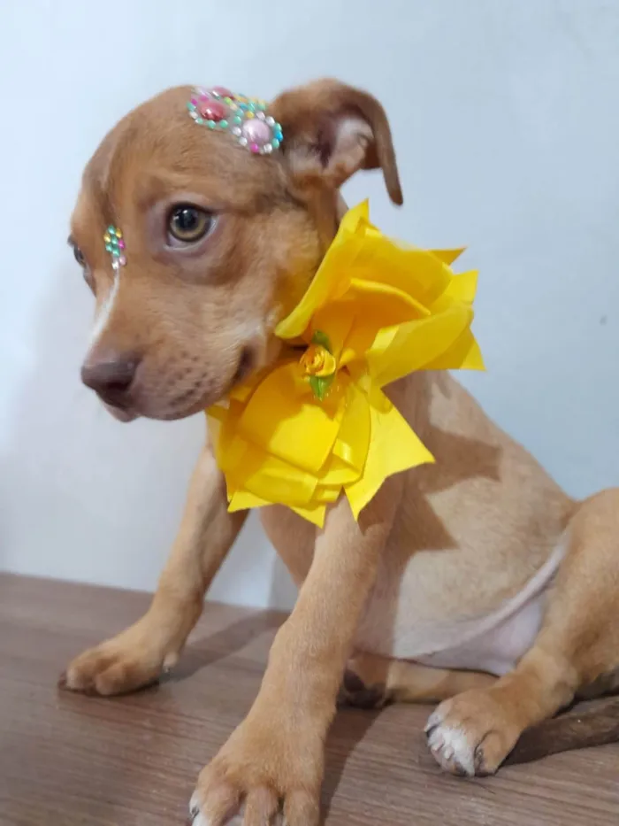 Cachorro ra a SRD-ViraLata idade 2 a 6 meses nome Pitty 