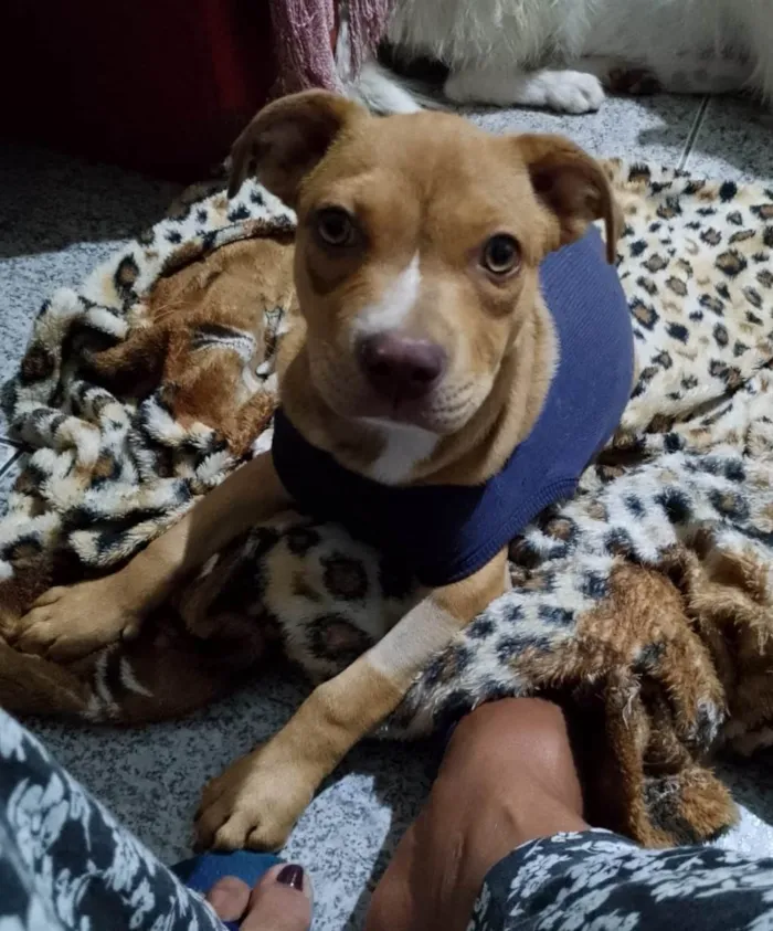 Cachorro ra a SRD-ViraLata idade 2 a 6 meses nome Pitty 