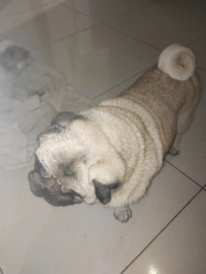 Cachorro ra a Bulldog idade 6 ou mais anos nome Sheik 