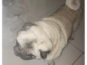 Cachorro raça Bulldog idade 6 ou mais anos nome Sheik 