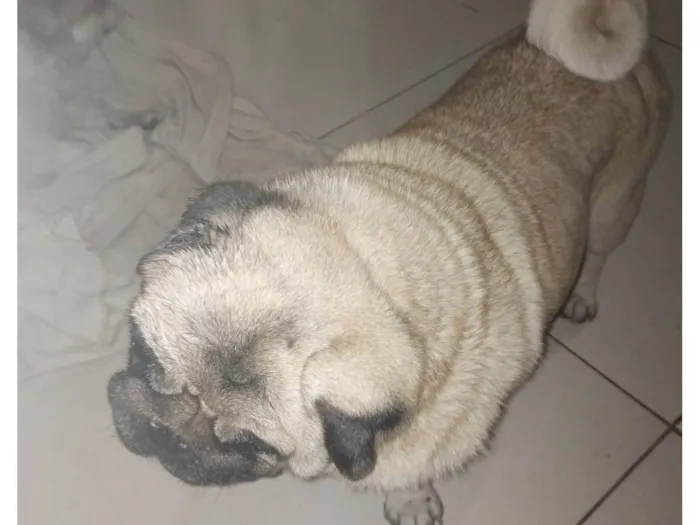 Cachorro ra a Bulldog idade 6 ou mais anos nome Sheik 