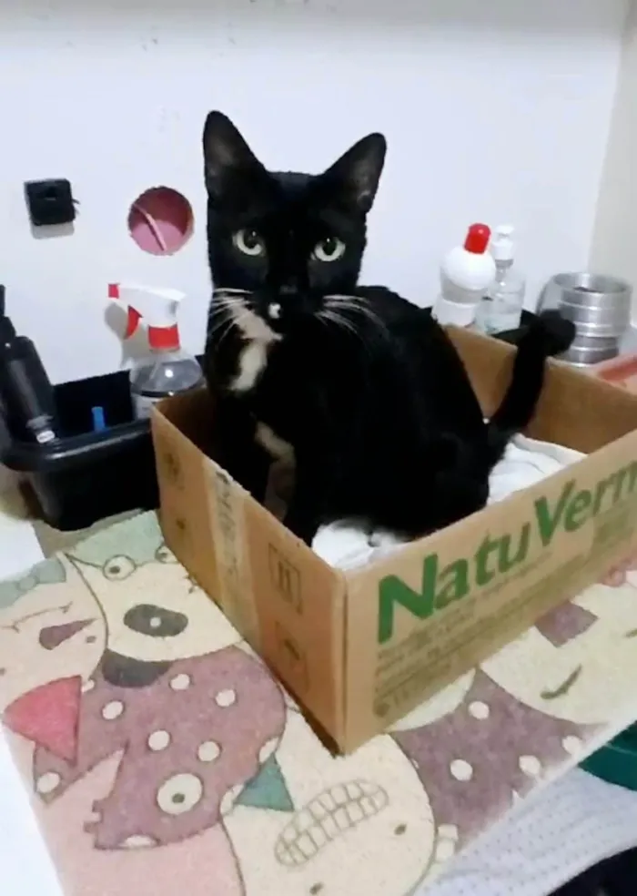 Gato ra a SRD-ViraLata idade 2 anos nome FÊNIX 