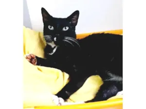 Gato raça SRD-ViraLata idade 2 anos nome FÊNIX 