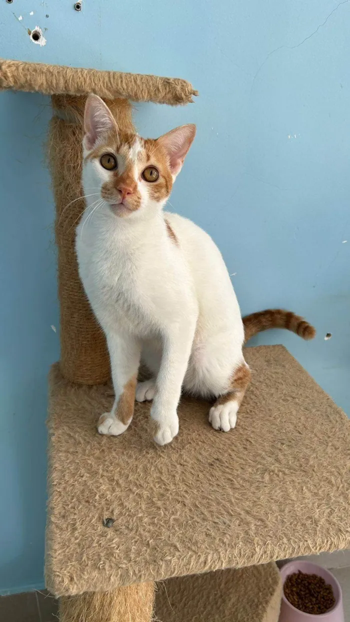 Gato ra a SRD-ViraLata idade 1 ano nome BENJAMIM 