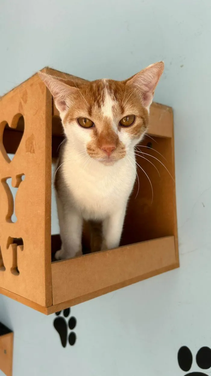 Gato ra a SRD-ViraLata idade 1 ano nome BENJAMIM 
