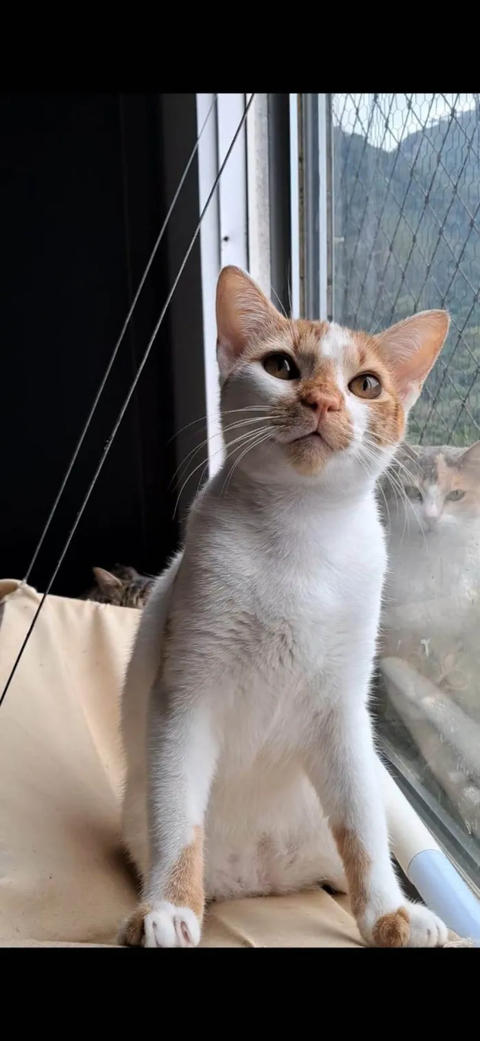 Gato ra a SRD-ViraLata idade 1 ano nome BENJAMIM 