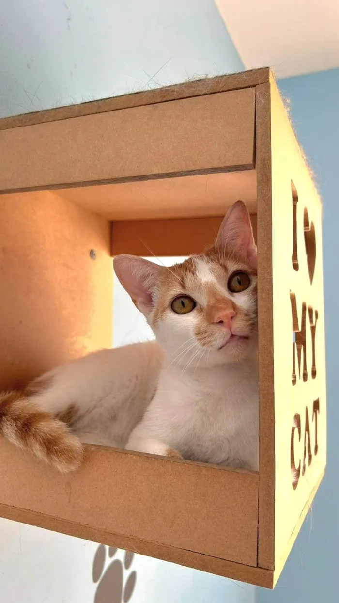 Gato ra a SRD-ViraLata idade 1 ano nome BENJAMIM 