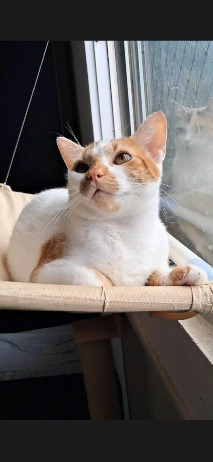 Gato ra a SRD-ViraLata idade 1 ano nome BENJAMIM 