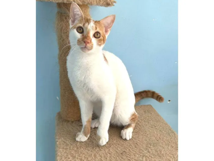Gato ra a SRD-ViraLata idade 1 ano nome BENJAMIM 