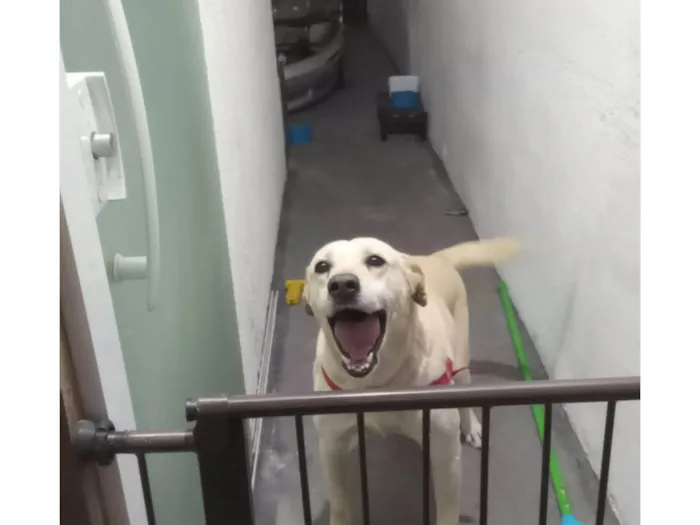 Cachorro ra a Labrador idade 6 ou mais anos nome Bento