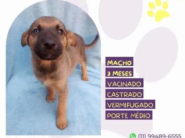 Cachorro ra a SRD-ViraLata idade 2 a 6 meses nome Eddie