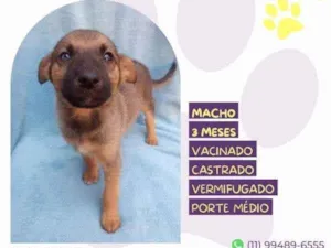 Cachorro raça SRD-ViraLata idade 2 a 6 meses nome Eddie