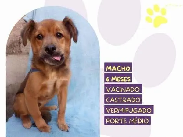 Cachorro ra a SRD-ViraLata idade 1 ano nome Kolbi