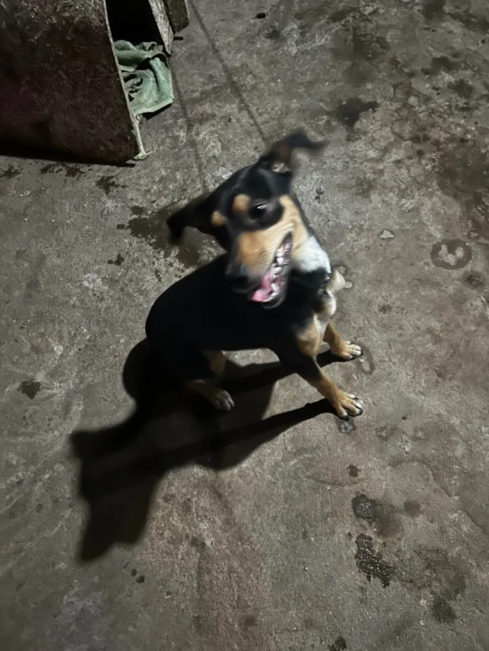 Cachorro ra a SRD-ViraLata idade 7 a 11 meses nome Luna