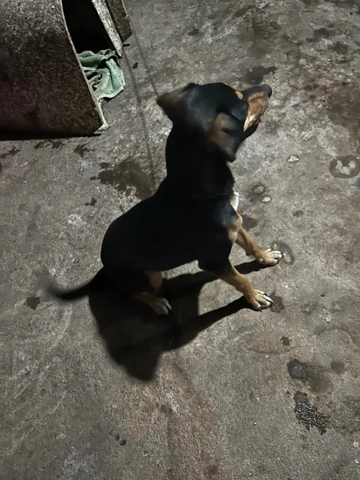 Cachorro ra a SRD-ViraLata idade 7 a 11 meses nome Luna