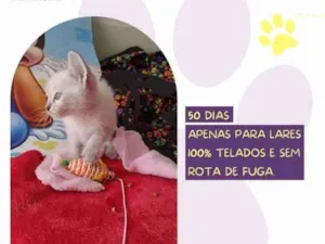 Cachorro raça SRD-ViraLata idade 1 ano nome Duquesa