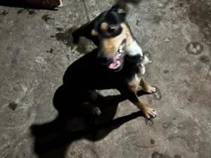 Cachorro raça SRD-ViraLata idade 7 a 11 meses nome Luna