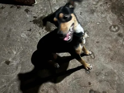 Cachorro raça SRD-ViraLata idade 7 a 11 meses nome Luna