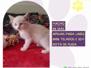 Gato raça SRD-ViraLata idade 2 a 6 meses nome Sparks