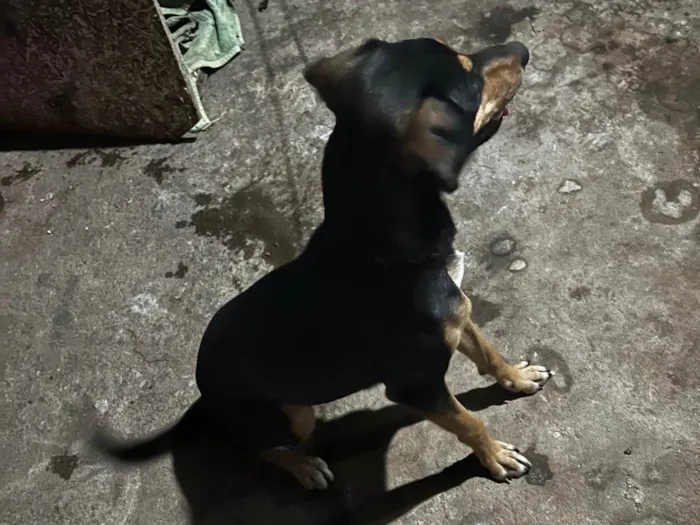 Cachorro ra a SRD-ViraLata idade 7 a 11 meses nome Luna