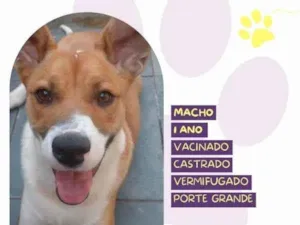 Cachorro raça SRD-ViraLata idade 1 ano nome Bruce