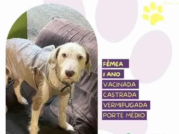 Cachorro ra a SRD-ViraLata idade 1 ano nome Branca