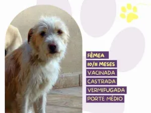 Cachorro raça SRD-ViraLata idade 1 ano nome Tina