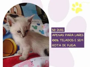 Gato raça SRD-ViraLata idade 2 a 6 meses nome Diana