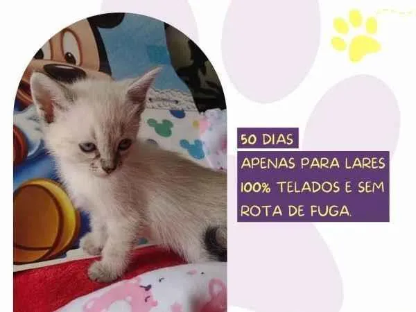 Gato ra a SRD-ViraLata idade 2 a 6 meses nome Diana