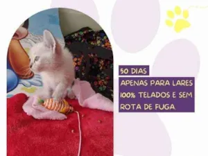 Gato raça SRD-ViraLata idade 2 a 6 meses nome Duquesa