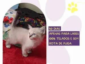 Gato raça SRD-ViraLata idade 2 a 6 meses nome Grace