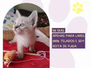 Gato raça SRD-ViraLata idade 2 a 6 meses nome Lua