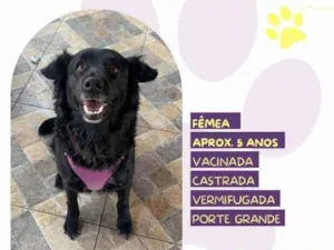 Cachorro raça SRD-ViraLata idade 1 ano nome Suzi