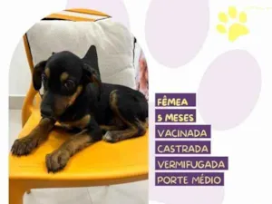 Cachorro raça SRD-ViraLata idade 1 ano nome Jojo