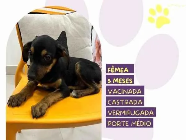 Cachorro ra a SRD-ViraLata idade 1 ano nome Jojo